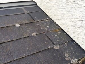 屋根に苔が生える原因と対策を解説！放置するとどうなる？